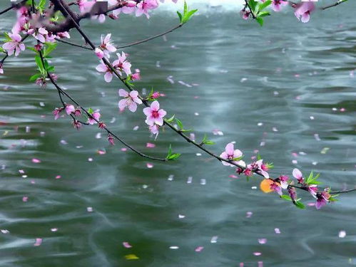 老人都说 今年 谷雨 不一般,这是为何 谷雨有何讲究