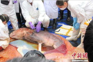 搜狐公众平台 搁浅大亚湾死亡抹香鲸体内发现胎盘 专家称属世界首例 