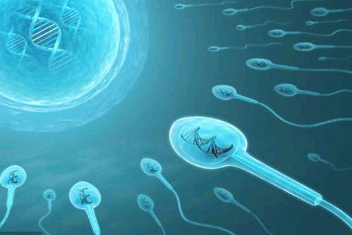 精子和卵子结合(卵子和精子多久时间结合)