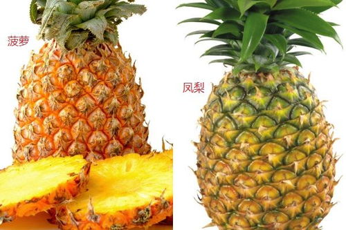 凤梨和菠萝一样吗，菠萝和凤梨有区别吗