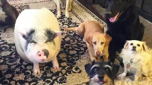 一只猪和5条狗的幸福生活,猪直接被带偏了
