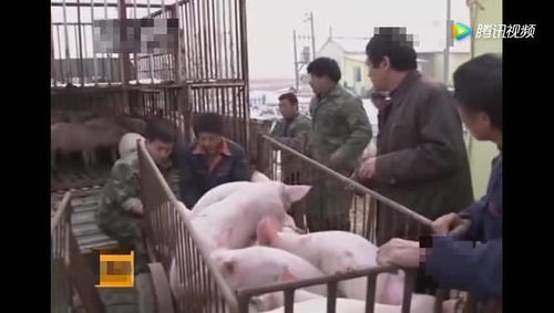 养猪场老板把猪低价卖掉,却千里迢迢跑国外买一头三四万的猪 