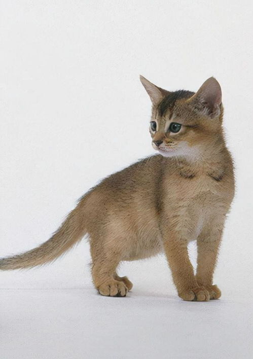 阿比西尼亚猫的品种介绍