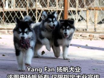 图 广州买阿拉斯加到哪家狗场有保障 广东扬帆犬舍 广州宠物狗 