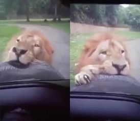饥饿的狮子咬住汽车备胎不松口,吓坏了车里的一家人
