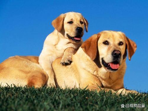 狗是怎么繁殖的,狗的繁殖方式有哪些 狗的繁殖期是什么时候