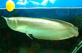 银龙鱼常见病的症状及防治措施,养殖需多少时间