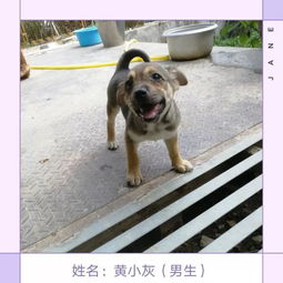 领养代替购买丨10.20福州线上宠物领养活动