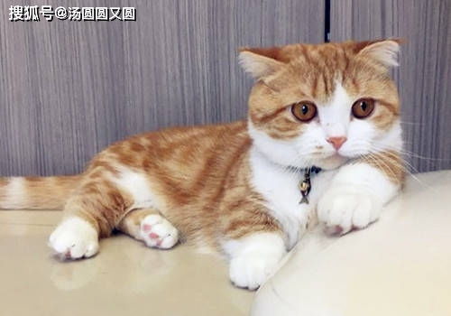 猫咪不喝羊奶粉怎么办,猫咪会死吗