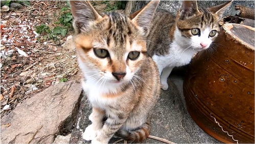 流浪猫三母子被收养在乡下,大半个月不见,两小猫崽长越来越漂亮 