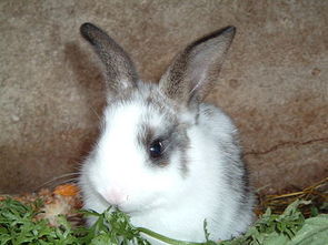 请问母兔生小兔子的时候为什么要吃小兔子 