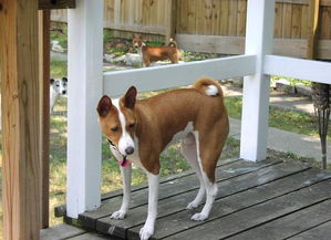 巴仙吉犬 几乎不吠叫的狗狗 是狩猎好手,也是受欢迎的家庭犬