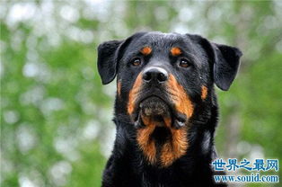 世界上10大最贵的狗品种排行榜,捷克狼犬有市无价 