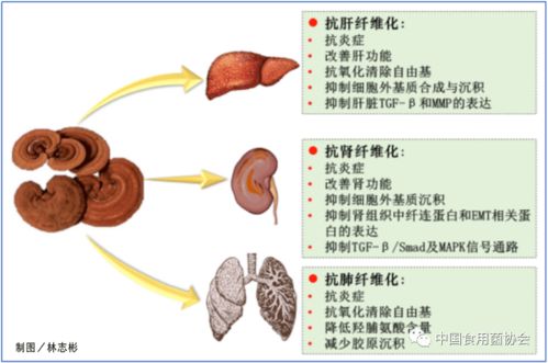 专家讲堂 灵芝的抗纤维化作用