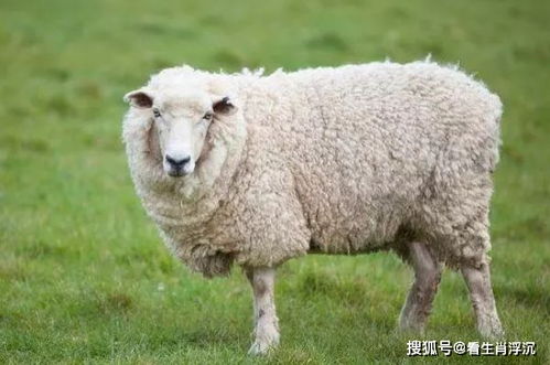 79年生肖羊人12月底要大难临头,能躲过就是福