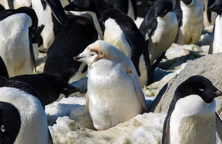 南极患白化病的小企鹅全身雪白 独树一帜 