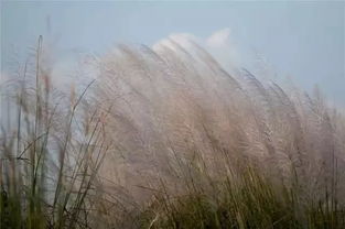 芦花水畔,夕阳向晚 镇江这么美的地方你还不去 扫荡 