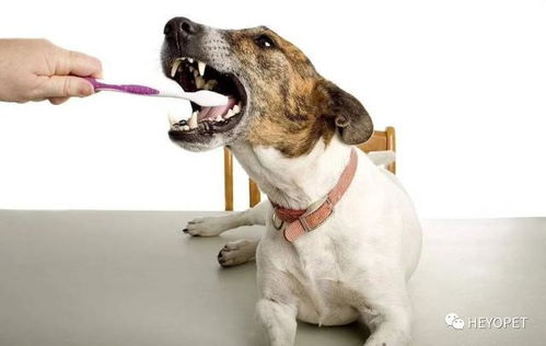牙好,胃口就好,如何护理可以让狗狗牙齿健康