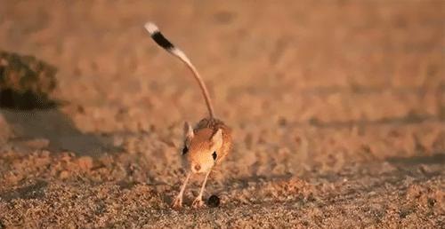 沙漠中的小闪电,又萌又可爱,蹦蹦跳跳的小埃及跳鼠