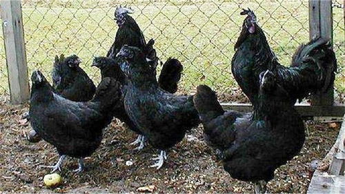 全世界最贵的鸡,也是最黑的鸡,连舌头和内脏都是黑色 