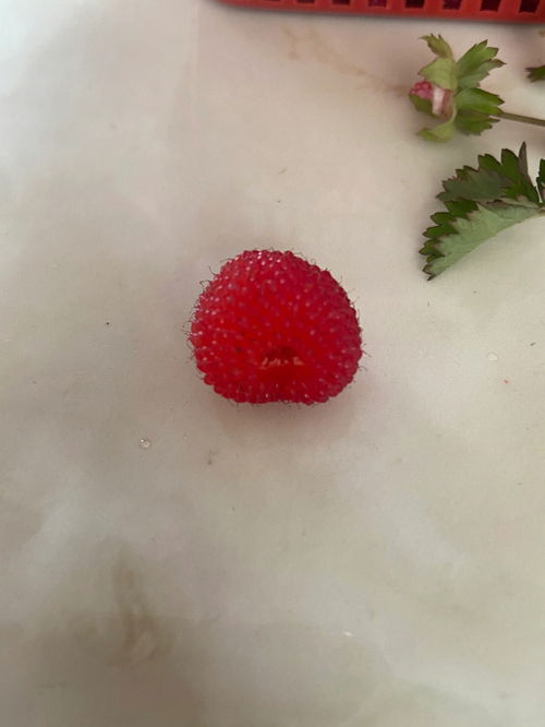 区分覆盆子 野草莓 和蛇莓 