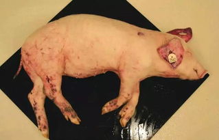 杭州有超市下架猪肉冻品,乐清1332头生猪全面扑杀 猪瘟疫情连发 还能放心吃肉吗