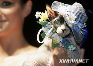 俄罗斯宠物时装秀 猫狗也时尚 