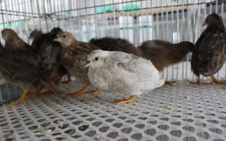 芦丁鸡养殖郑重通知 芦丁鸡产业示范园招商发布