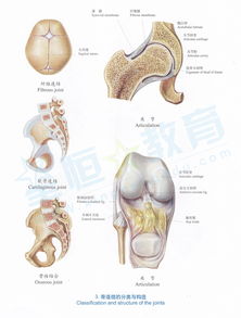 解剖图 骨连结的分类与构造