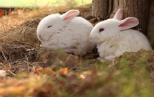养一只兔子像仓鼠,波兰兔太袖珍了
