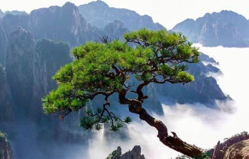 关于李白松树的诗句有哪些