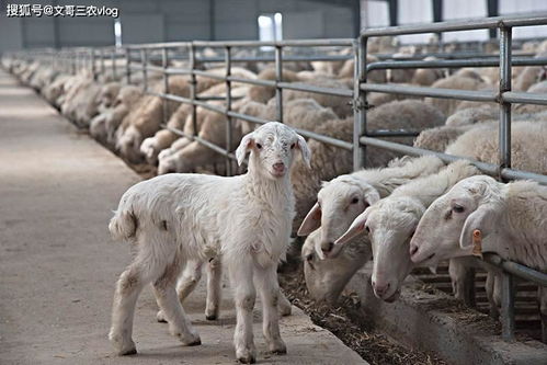 农村养羊的四大注意事项,圈养羊的正确方法和注意事项