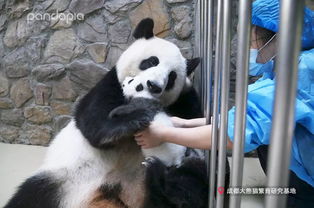 咬合力排名第五的大熊猫,其实也有着温柔的一面 活动 