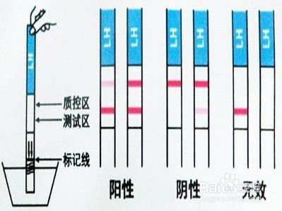 怎样正确使用排卵试纸