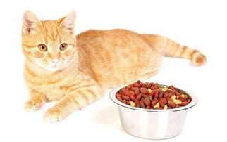猫咪的食物 干粮 湿粮 自制食物 到底吃哪个好