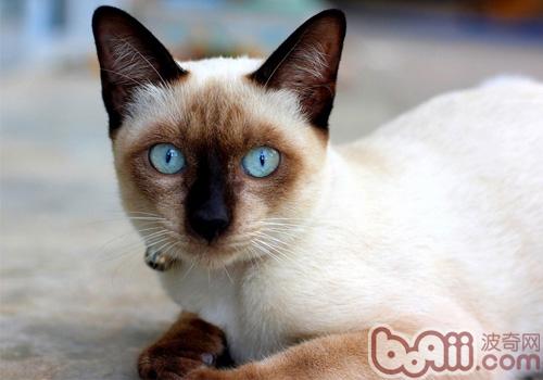 暹罗猫价格 图片 纯种暹罗猫幼犬多少钱一只 暹罗猫好养吗 