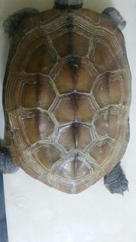 我家的乌龟多少岁了 