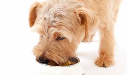 养狗的 潜规则 ,这6大食物不能喂,杀伤力不比巧克力差