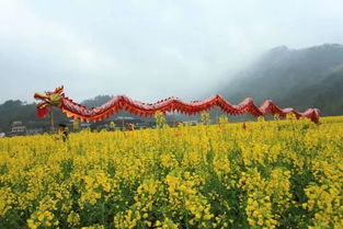 明天就在明天,沅古坪第二届油菜花节将盛大举行 附精彩预告