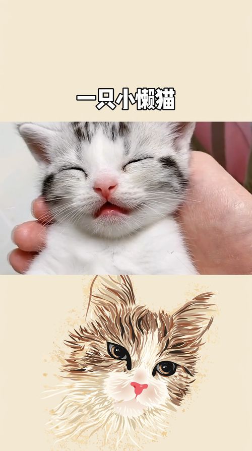 一只小懒猫 