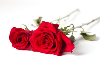关于玫瑰的惊艳文案 玫瑰花的诗词佳句