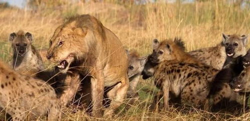 雄狮真的一眼就能认出 鬣狗女王 并杀死吗 为什么