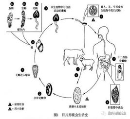 羊肝片吸虫病防治毕业论文