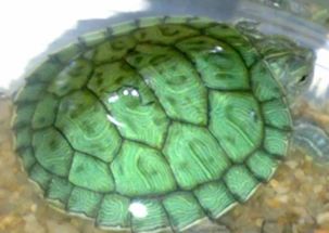 我家的大乌龟为什么不吃东西 