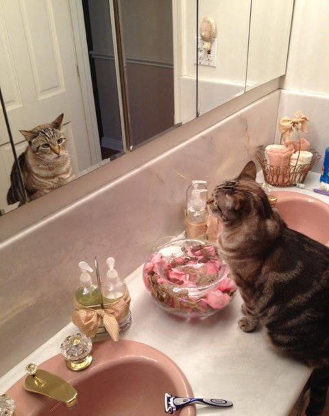 当猫照镜子的时候会有什么反应
