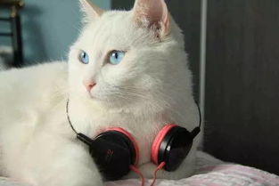 猫也爱音乐,只是不喜欢你听的那种 