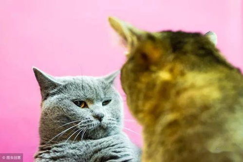 猫对主人感到失望,5种表现说明猫在生你气,母猫对人类更宽容