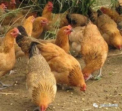 2021年养什么品种的土鸡产蛋量高 养1万只蛋鸡利润与成本是多少