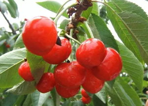 樱桃种植 种植樱桃常用的四个丰产树形