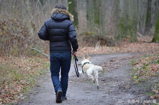 外出散步对狗狗有多重要 背后的意义不仅是运动 